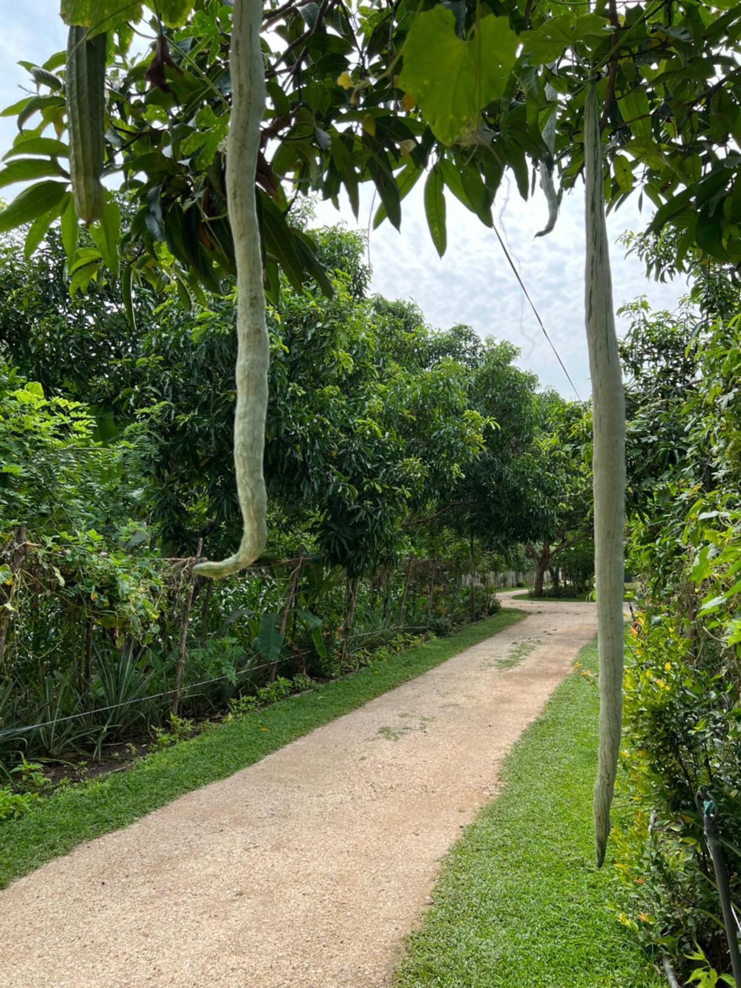 Sayon River Cottage & Eco Garden Monaragala エクステリア 写真
