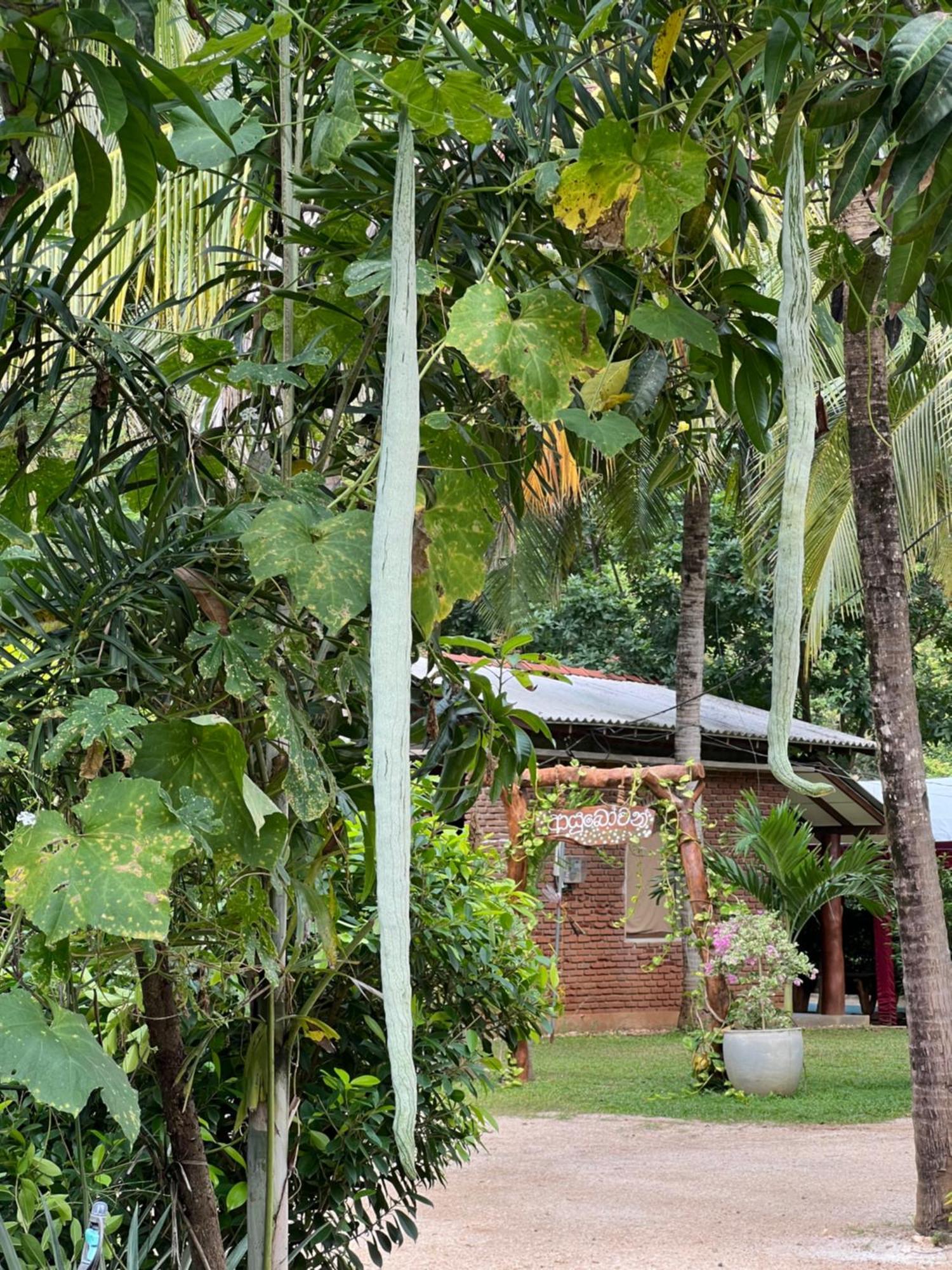 Sayon River Cottage & Eco Garden Monaragala エクステリア 写真
